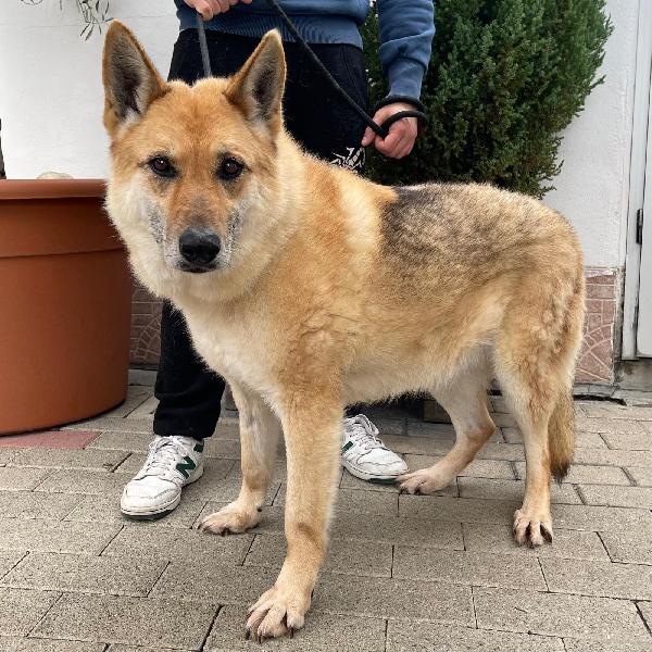 LUPA DOLCISSIMA ADOZIONE DEL CUORE Foto 6